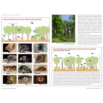 Chauves-souris et forêt
