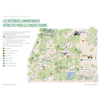 Chauves-souris et forêt