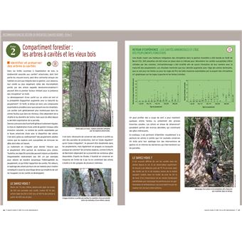 Chauves-souris et forêt