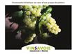 VinSavoie