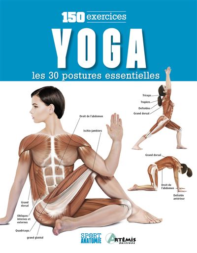 Yoga anatomie : Les muscles
