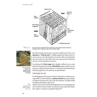Les resineux,1:connaissance et reconnaissance