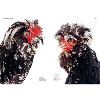 Guide des races de poules - 130 races françaises & étrangères