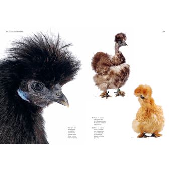 Guide des races de poules - 130 races françaises & étrangères