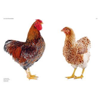 Guide des races de poules - 130 races françaises & étrangères