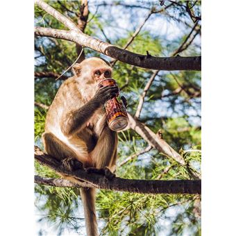 Tintin - C'est l'aventure 11