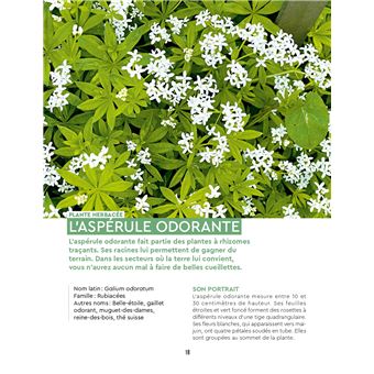 Cueillettes sauvages en forêt - 44 espèces et recettes