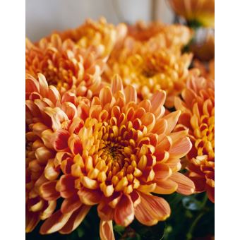 L'Art floral - Un livre pur tout savoir pratique et accessible à tous