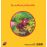 Les Drôles de Petites BêtesBelle la Coccinelle_1