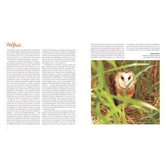 L'Effraie des clochers