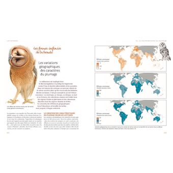 L'Effraie des clochers