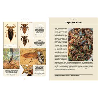 Fabuleux insectes