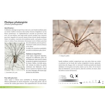 Araignées, guide de terrain