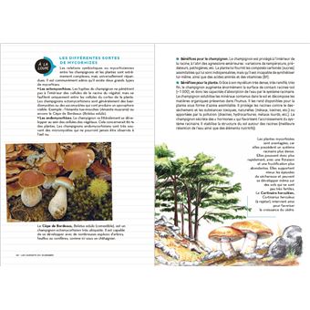 Les carnets du scarabée - Champignons