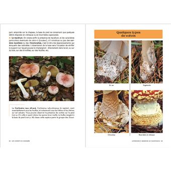Les carnets du scarabée - Champignons