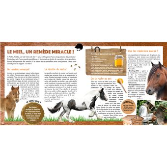 Chevaux au galop