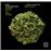Dafne in Lauro - 2 CDs