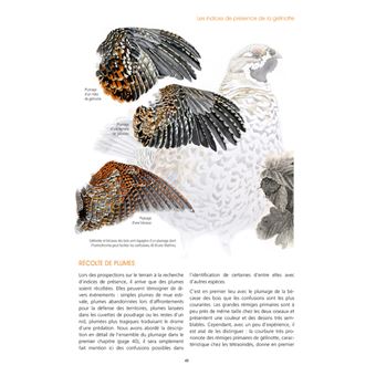 La Gélinotte des bois