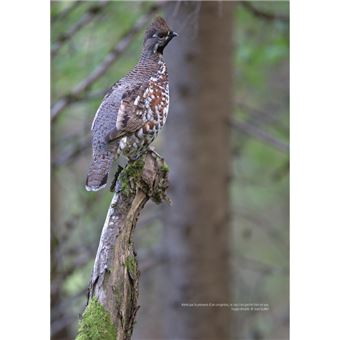 La Gélinotte des bois