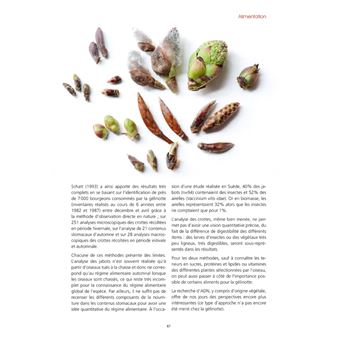 La Gélinotte des bois