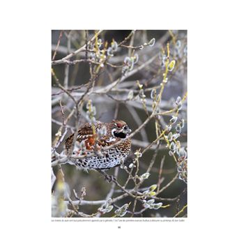 La Gélinotte des bois