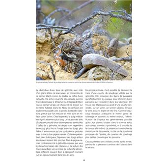 La Gélinotte des bois