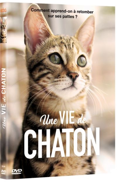 Une vie de chaton DVD