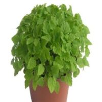 A Crash Course on How to Grow Lemon Balm