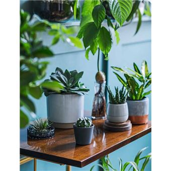 De belles plantes grâce au magnétisme