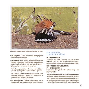 Attirer les oiseaux dans mon jardin