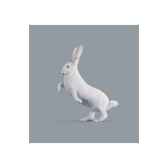 Post Natural History (Ed. Standard)