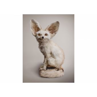 Post Natural History (Ed. Standard)