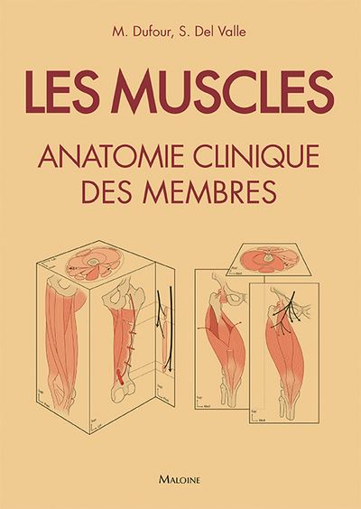 Les muscles