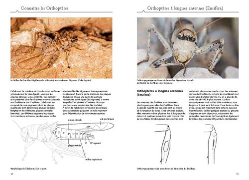 Sauterelles, grillons et criquets d'europe occidentale - Collectif -  Librairie Eyrolles