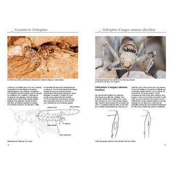 Sauterelles, grillons et criquets d'Europe occidentale