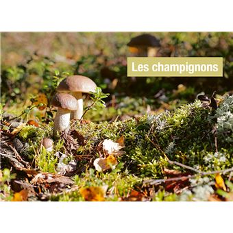 Reconnaître les bons champignons - Guide de terrain