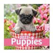 Calendrier mural 2023 Dogs Simon K. & Greg C.
