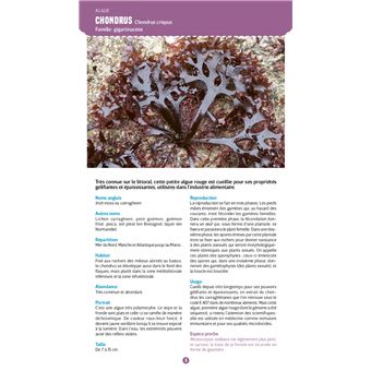 Guide nature Vagnon - Le bord de mer - Observer et reconnaître 250 espèces