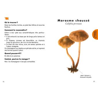 Le petit guide des champignons