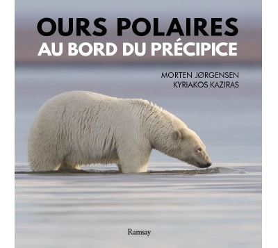 Ours polaire au bors du précipice