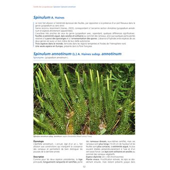 Les Fougères et plantes alliées d'Europe