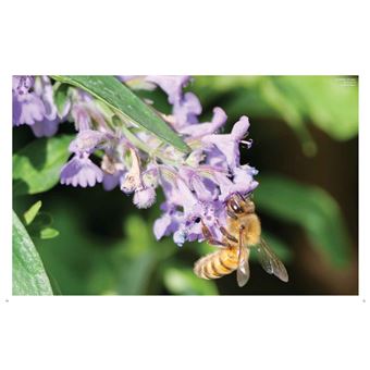 Le grand livre des abeilles