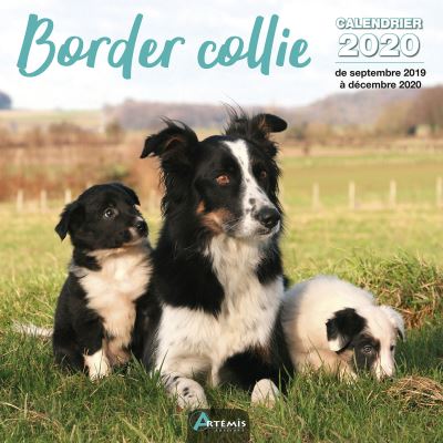 Calendrier Border collie (2020)