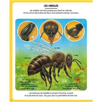 L'imagerie des petites bêtes (interactive)