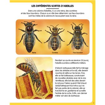 L'imagerie des petites bêtes (interactive)