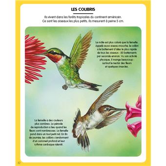 L'imagerie des petites bêtes (interactive)