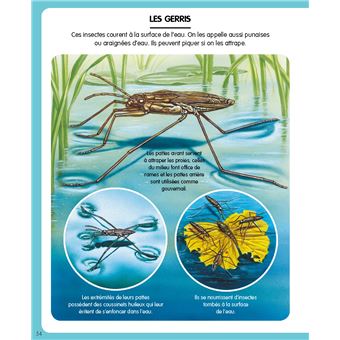 L'imagerie des petites bêtes (interactive)