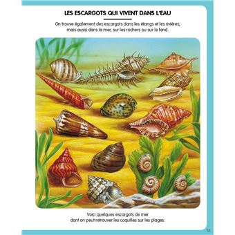 L'imagerie des petites bêtes (interactive)