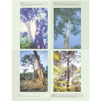 La forêt usagère de la Teste-de-Buch