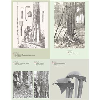 La forêt usagère de la Teste-de-Buch